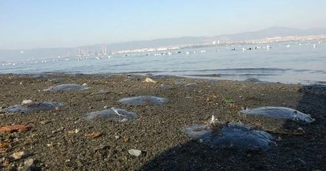 Gölcük'te şaşırtan görüntü! Binlerce denizanası sahili kapladı