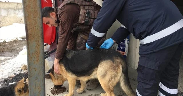 Hakkari’de sokak hayvanlarına kuduz aşısı