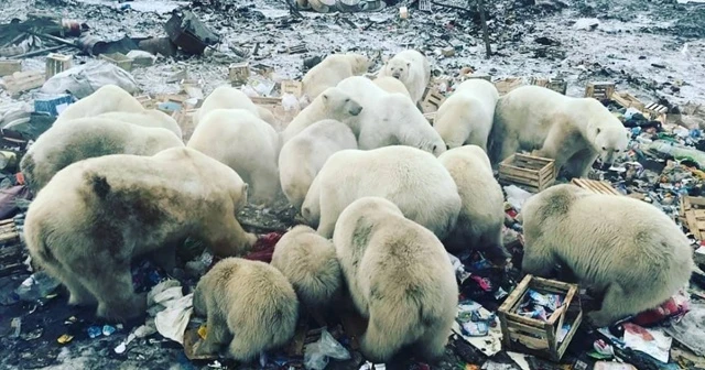 Rusya’da kutup ayıları şehre indi