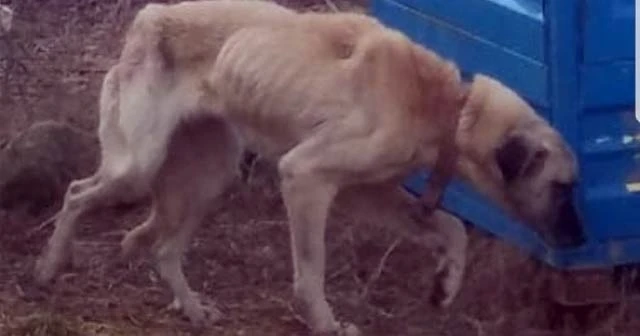 Silivri'de haftalarca aç bırakılan köpek ölmek üzereyken bulundu