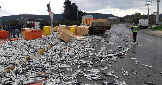 TIR direğe çarptı, tonlarca balık yola saçıldı