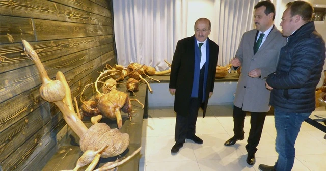 Trabzon’da Bitki Kütüphanesi ve Kök Müzesi açılacak