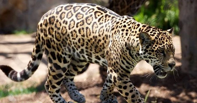 5 yaşındaki kız çocuğuna leopar saldırdı