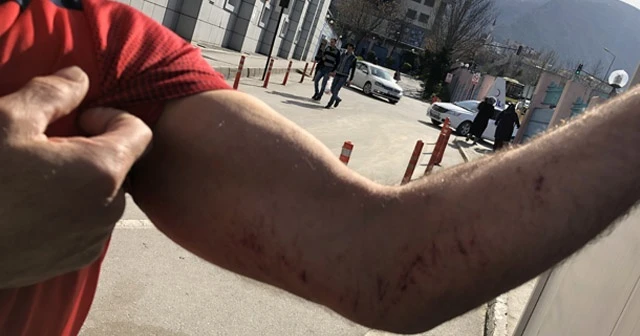 Ağaçta 2 gün mahsur kalan kediyi dağcı kurtardı