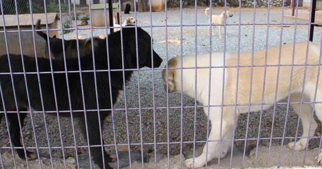 Alkollü kadın barınağı basıp tüm köpekleri serbest bıraktı
