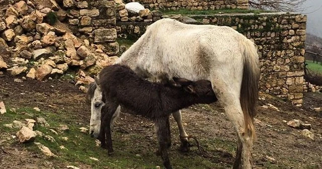 Annesi ölen sıpayı at besliyor