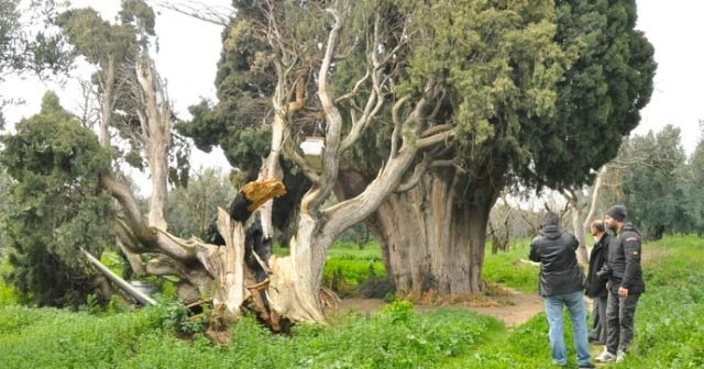 Arıları kovmak için 700 yıllık ağaçları yakıp, kestiler