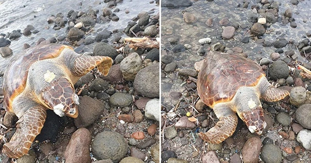 Bodrum&#039;da caretta caretta ölü bulundu