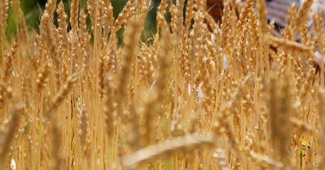 Buğday ve arpa fiyatında çiftçiye müjde
