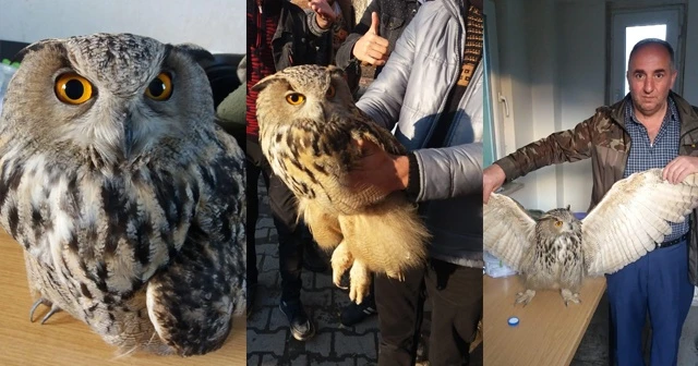 Şırnak'taki çocuklar, yaralı baykuşu hayata döndürdü