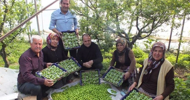 Erik bahçelerinde hummalı hasat