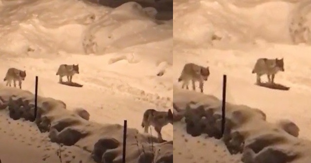 Erzurum’da kurt sürüsü köye indi!