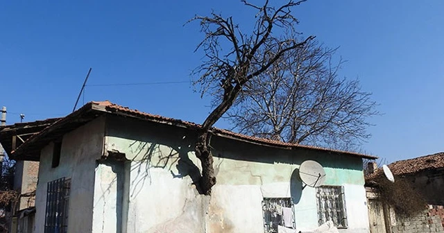 Gövdesi evin duvarı içinde kalan ağaç ilgi çekiyor