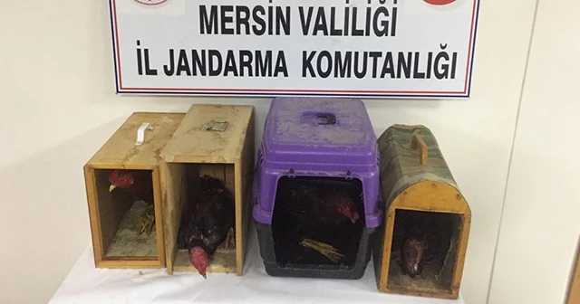 Horoz dövüştüren şahıslara operasyon