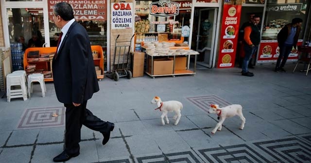 İkiz kuzulara &quot;bebek gibi&quot; bakıyor