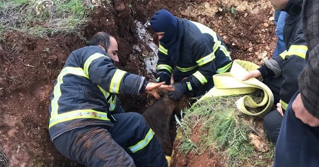 İnek definecilerin açtığı çukura düştü