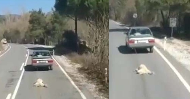 İzmir’de yürek sızlatan olay: Köpeği otomobile bağlayıp sürükledi