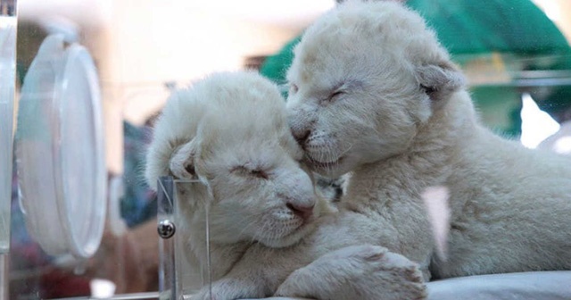 Kırım&#039;da, nadir görülen 2 beyaz aslan doğdu