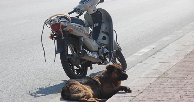 Köpeği motosiklete bağlayıp sürüklediler