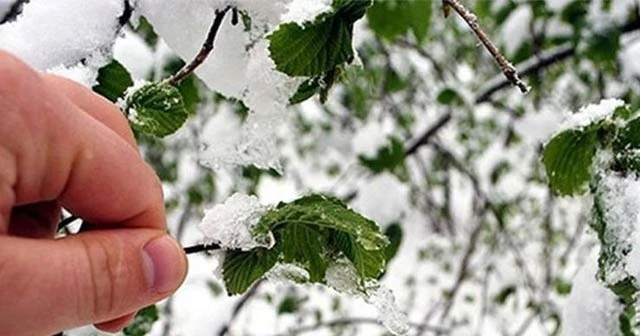 O iller dikkat! Zirai don uyarısı yapıldı...
