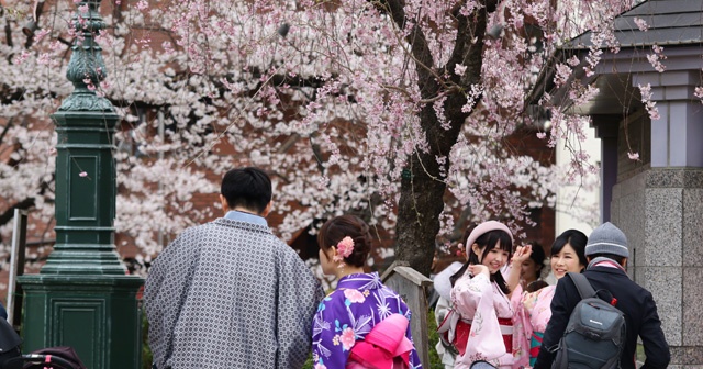 Sakura mevsimi Tokyo&#039;ya erken geldi