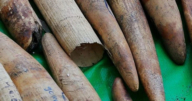 Vietnam'ın Da Nang kentinde 9,1 ton fil dişi ele geçirildi