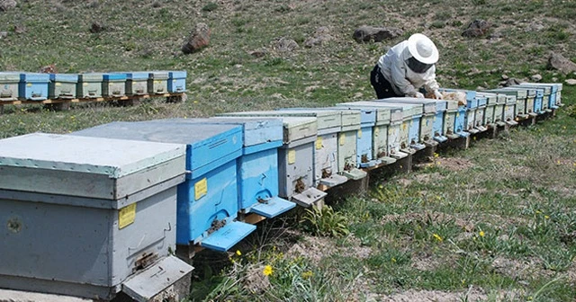 Yıllık 3 ton üretiliyor, kilosu 10 bin lira