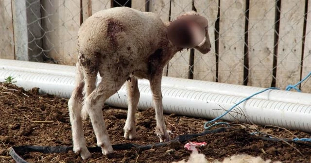 Aç kalan köpekler 45 koyun ve keçiyi telef etti