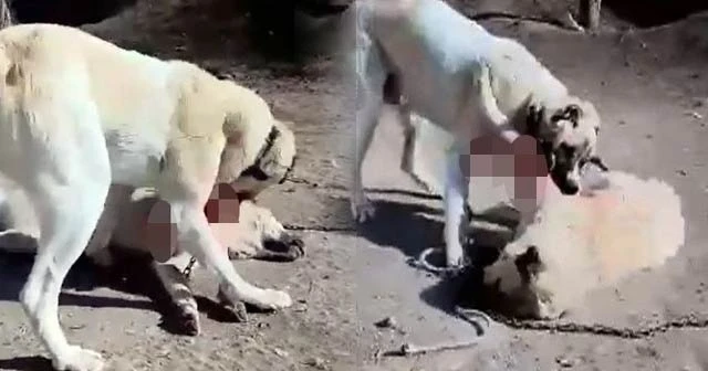 Acımasızca dövüştürülen köpeklerin görüntüleri yürekleri parçaladı