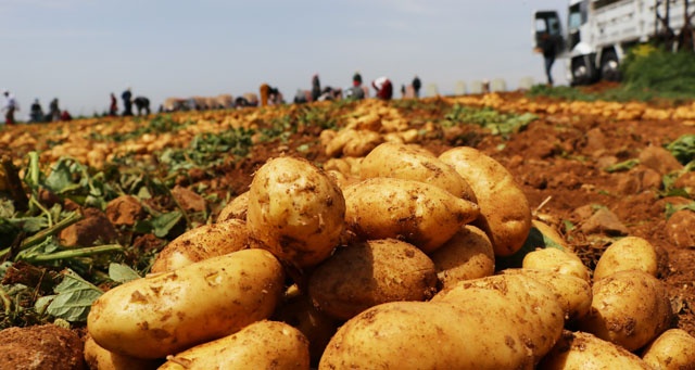 Adana&#039;da patates hasadı başladı