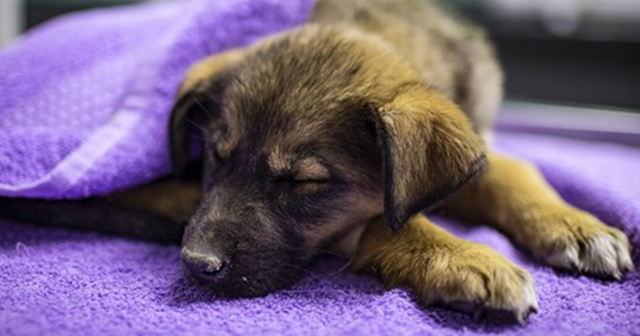 Ankara&#039;da zehirlenen köpeklerden 7&#039;si hayata tutundu