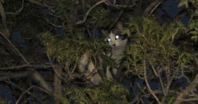 Başkent'te kedi kurtarma operasyonu
