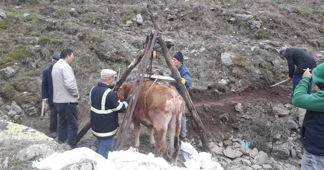 Çankırı 3 gündür kurtarılması beklenen gebe inek telef oldu