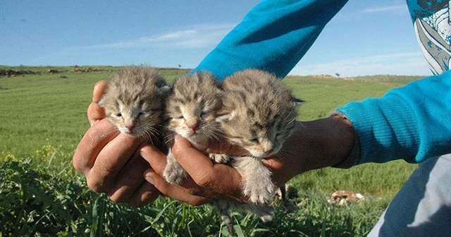 Diyarbakır’da bir yetişkin ve 3 yavru leopar görüldü