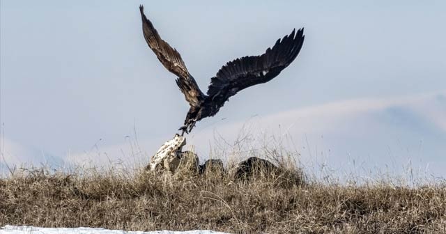 Doğanın çöpçüsü "akbabalar" Kars'ta görüntülendi