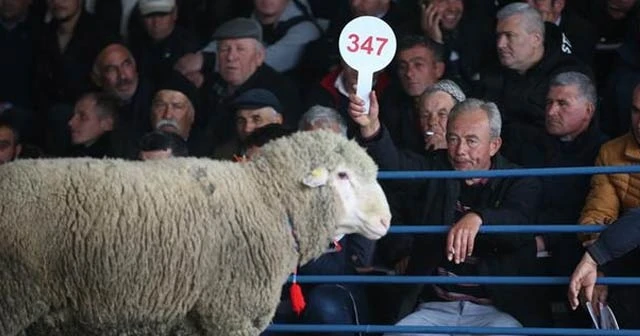 Enstitünün en değerli koçu 21 bin liradan satıldı