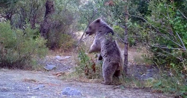 Erzincan'da yaban hayat fotokapanlarla görüntülendi