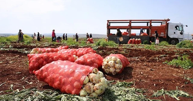 Hatay'da turfanda soğan hasadı başladı