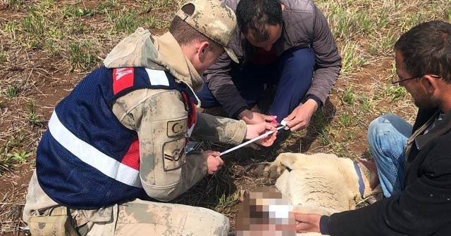 Jandarmadan yaralı çoban köpeğine şefkat eli