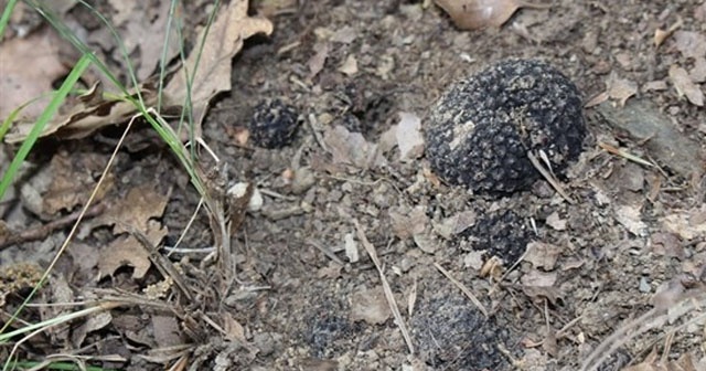 Kastamonu’da Trüf Mantarlı Meşe Fidanları dikildi