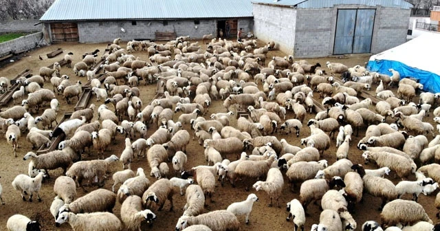 Koyun ve kuzuların buluşması havadan görüntülendi