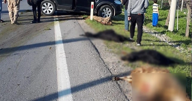 Lüks cip koyun sürüsüne daldı, 18 hayvan telef oldu