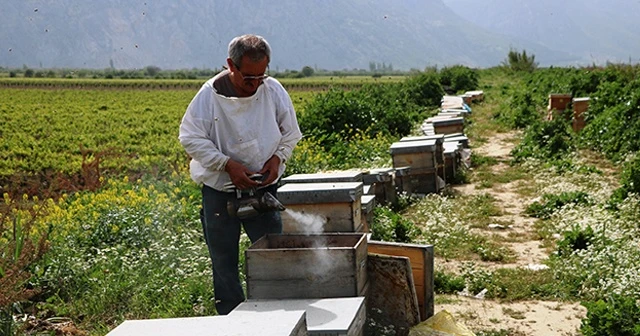 Manisa'da milyonlarca arı telef oldu