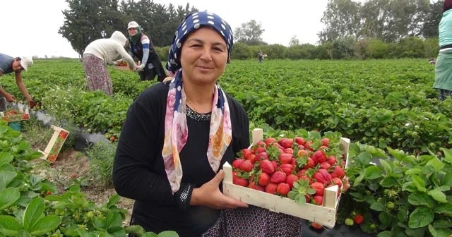 Mersin’de açıkta çilek hasadı başladı, Rusya talebi arttırdı