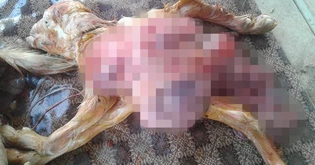 Oğlak, kalbi ve iç organları dışarıda dünyaya geldi