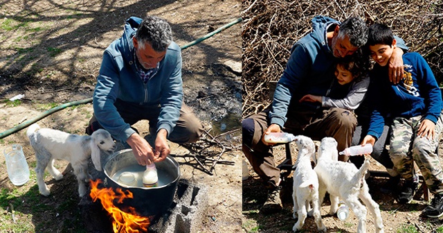 Oğlaklarına bebekler gibi bakıyor