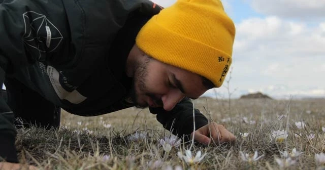 Palandöken eteklerinde kardelenler açtı