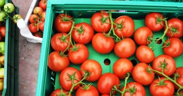 Rusya'ya domates ihracatı 5'e katlandı