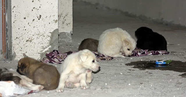 Siirt’te 7 yavru köpeği ölüme terk ettiler