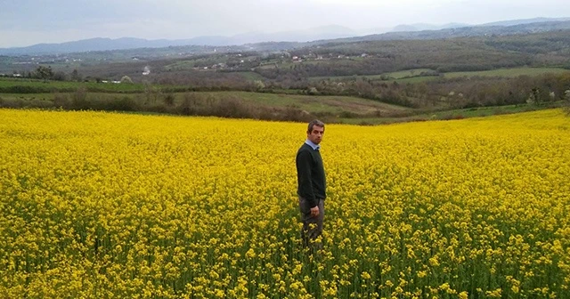 Sinop’ta 'lenox' bitkisi üretilmeye başlandı